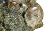 Tall, Aesthetic Cluster Of Polished Ammonite Fossils #116294-1